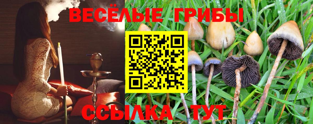 Псилоцибиновые грибы мицелий Тольятти